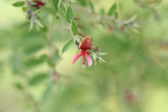 Indigofera mysorensis